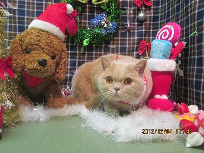 ファイル 5582-1.jpg