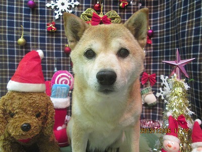 ファイル 5593-1.jpg