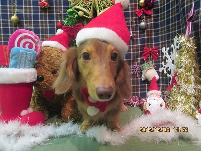 ファイル 5617-1.jpg