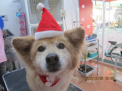 ファイル 5618-1.jpg