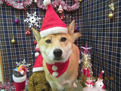 ファイル 5645-1.jpg