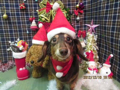 ファイル 5646-1.jpg