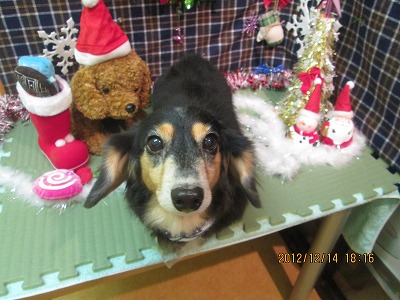 ファイル 5655-2.jpg