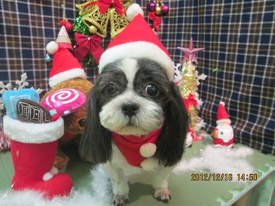 ファイル 5682-1.jpg