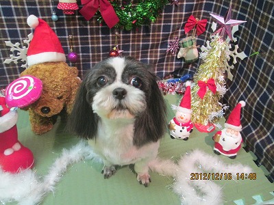 ファイル 5682-2.jpg