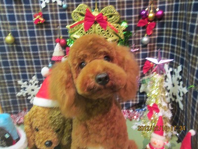 ファイル 5683-2.jpg