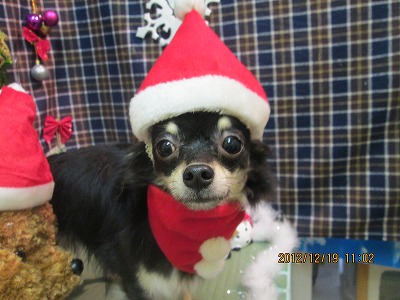 ファイル 5729-2.jpg