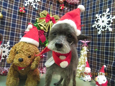 ファイル 5809-1.jpg