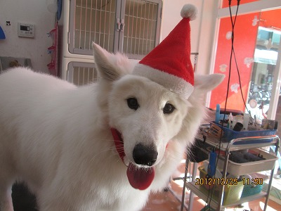 ファイル 5829-1.jpg