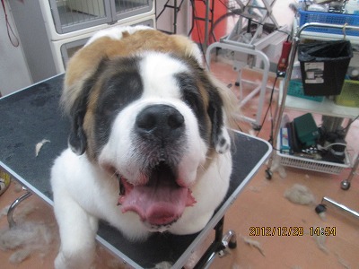 ファイル 5894-1.jpg