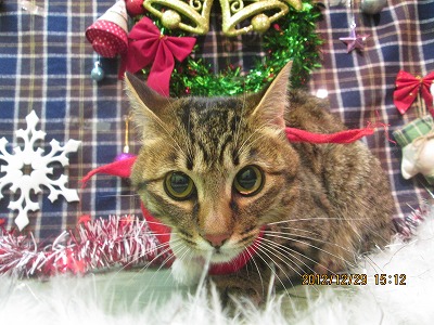 ファイル 5912-1.jpg