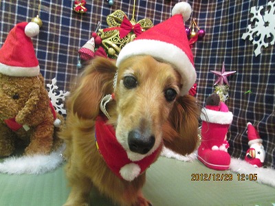 ファイル 5919-1.jpg