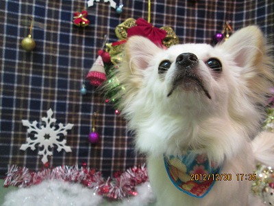 ファイル 5932-1.jpg