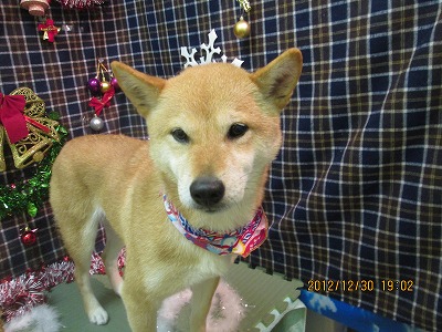 ファイル 5939-1.jpg