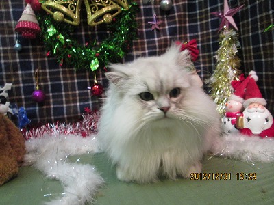 ファイル 5961-1.jpg