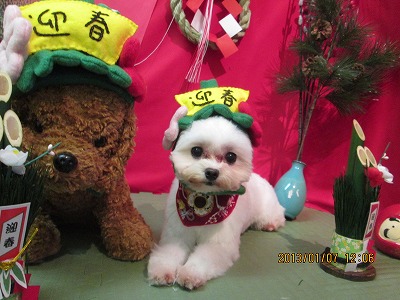 ファイル 5995-1.jpg