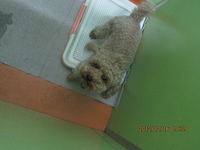 ファイル 6133-2.jpg