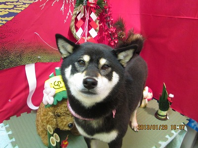 ファイル 6149-1.jpg