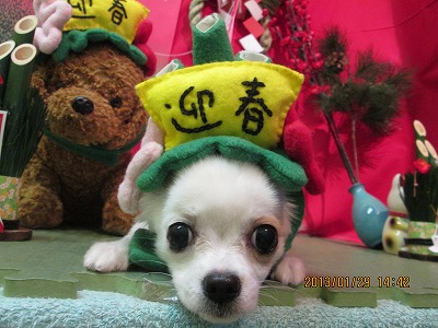 ファイル 6156-2.jpg