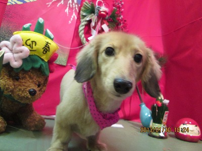 ファイル 6162-2.jpg