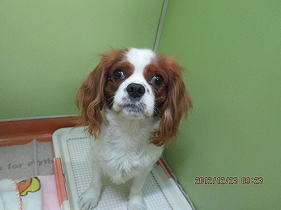 ファイル 6174-2.jpg