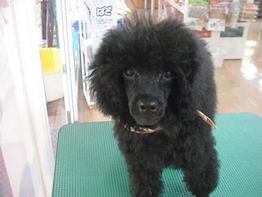 ファイル 622-1.jpg