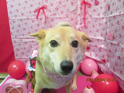 ファイル 6226-2.jpg