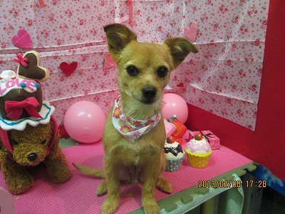 ファイル 6249-1.jpg