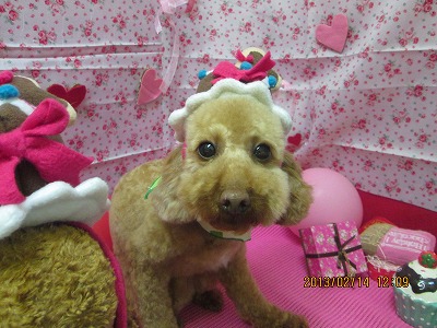 ファイル 6293-1.jpg