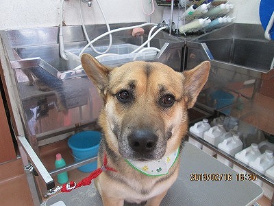 ファイル 6321-1.jpg