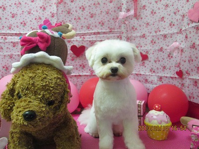 ファイル 6339-1.jpg