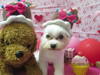 ファイル 6339-2.jpg