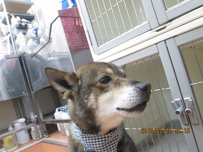 ファイル 6372-1.jpg