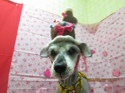 ファイル 6373-1.jpg