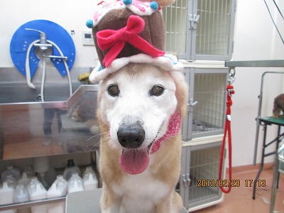 ファイル 6390-1.jpg