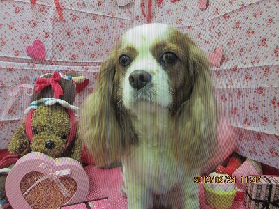 ファイル 6392-1.jpg