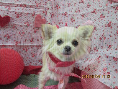 ファイル 6402-1.jpg