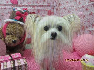 ファイル 6405-1.jpg