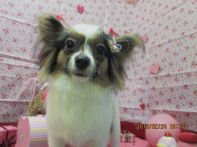 ファイル 6412-1.jpg