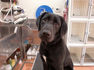 ファイル 6459-1.jpg