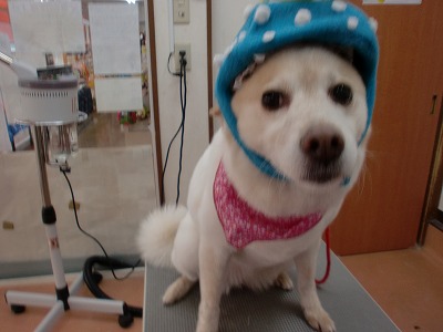 ファイル 6484-1.jpg