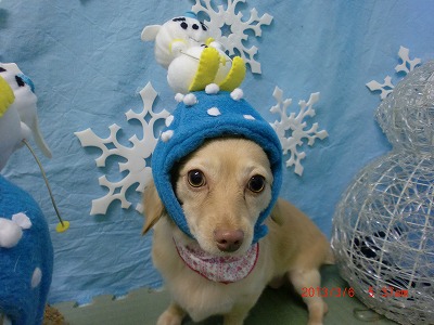 ファイル 6493-1.jpg