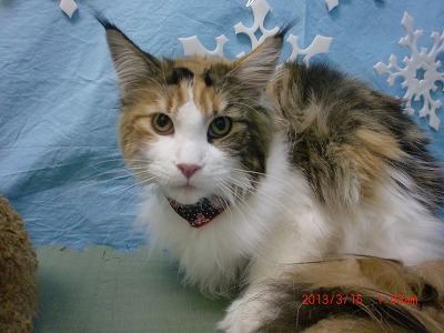 ファイル 6568-1.jpg