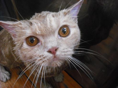 ファイル 663-2.jpg