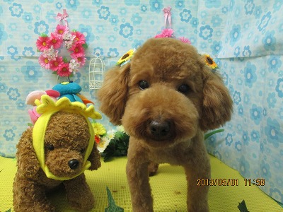 ファイル 6747-1.jpg