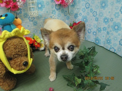 ファイル 6751-1.jpg