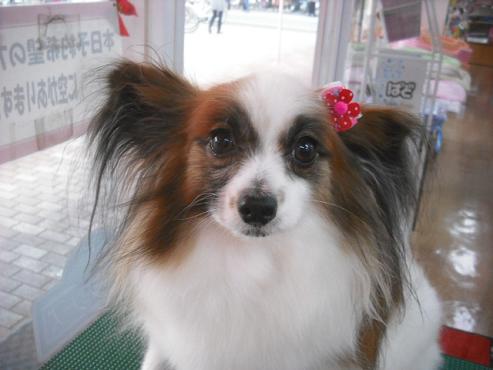 ファイル 676-1.jpg