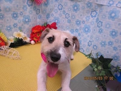 ファイル 6763-2.jpg