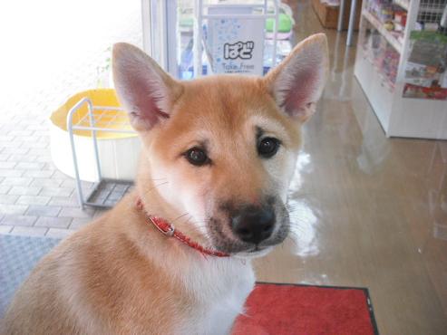 ファイル 677-1.jpg