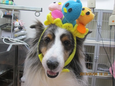 ファイル 6774-1.jpg